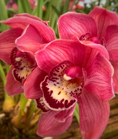 CYMBIDIUM 3 varas - comprar online