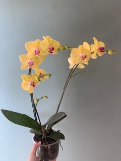 PHALAENOPSIS 2 varas