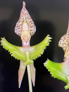 CATASETUM FIMBRIATUM - sin flor en internet