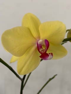 PHALAENOPSIS sin flor - comprar online