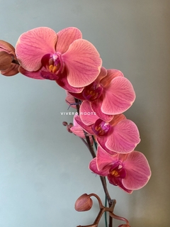 PHALAENOPSIS sin flor en internet