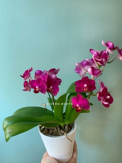 PHALAENOPSIS BABY sin flor - tienda online