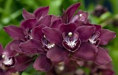 CYMBIDIUM JOYPOLIS sin flor