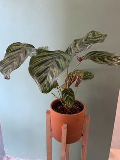 CALATHEA MACOYANA - grande - comprar online