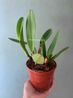 Cattleya Pot Shinfong Honey- SIN FLOR