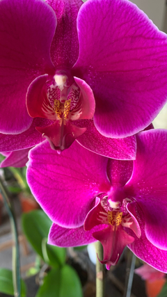 PHALAENOPSIS sin flor - Vivero Roots