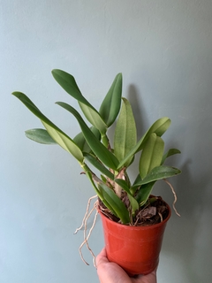 Cattleya Blc. Mary Elizabeth Bohn - SIN FLOR en internet