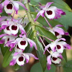 DENDROBIUM NOBILE - Tronquito en internet