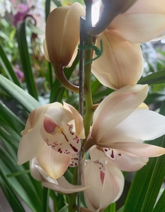 CYMBIDIUM 3 varas