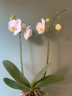 PHALAENOPSIS 2 varas - tienda online