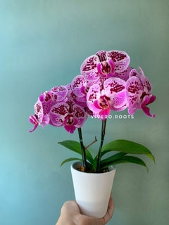 Imagen de PHALAENOPSIS BABY sin flor