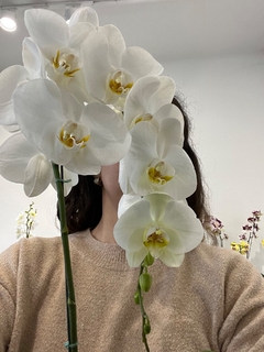 PHALAENOPSIS Monster XXL - tienda online