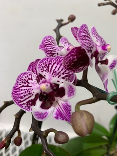 PHALAENOPSIS BABY sin flor - comprar online