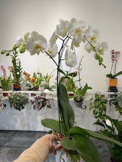 PHALAENOPSIS Monster XXL en internet