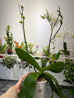 PHALAENOPSIS Monster XXL - Vivero Roots