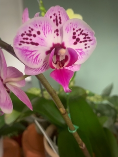 PHALAENOPSIS BABY sin flor - comprar online