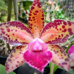 Cattleya Blc Big Spots - SIN FLOR - Vivero Roots