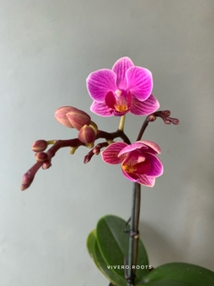 PHALAENOPSIS BABY sin flor en internet