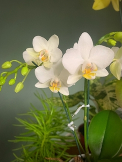 PHALAENOPSIS BABY sin flor - Vivero Roots