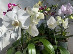 PHALAENOPSIS 1 vara - comprar online