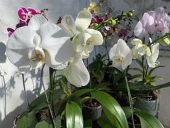 PHALAENOPSIS sin flor