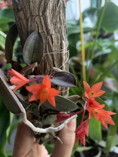 CATTLEYA CÉRNUA - mini orquídea - sin flor