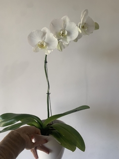 PHALAENOPSIS sin flor - tienda online