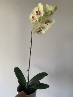 PHALAENOPSIS 1 vara - tienda online