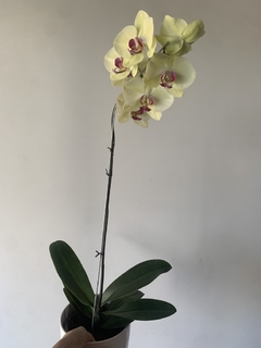 PHALAENOPSIS sin flor - Vivero Roots