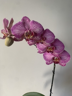 PHALAENOPSIS sin flor - tienda online