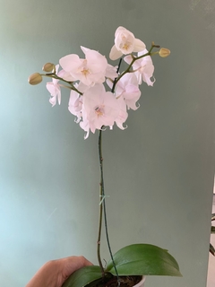 Imagen de PHALAENOPSIS sin flor