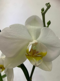 PHALAENOPSIS sin flor - comprar online