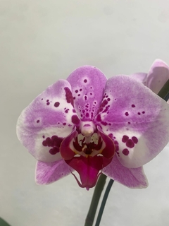 PHALAENOPSIS sin flor