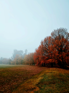 niebla de otoño I
