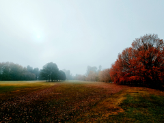 niebla de otoño II