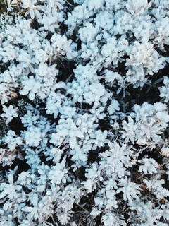 florcitas congeladas