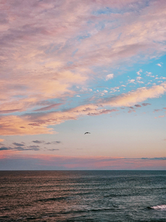 un cielo rosa y un pajaro en internet