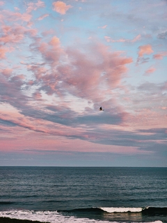 un cielo rosa y un pajaro II en internet