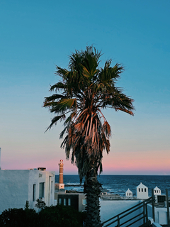 un faro, una palmera y un cielo en degrade en internet