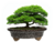 VASO BONSAI CERÂMICO ESMALTADO 22X18X06CM - loja online