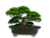 Imagem do VASO BONSAI CERÂMICO ESMALTADO 22X18X06CM