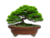 VASO BONSAI CERÂMICO ESMALTADO 22X18X06CM - comprar online