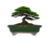 VASO BONSAI CERAMICO ESMALTADO 17X14X04CM - comprar online