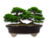 VASO BONSAI CERÂMICO ESMALTADO 22X18X06CM - loja online