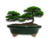 VASO BONSAI CERÂMICO ESMALTADO 22X18X06CM - comprar online