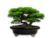 VASO BONSAI CERÂMICO ESMALTADO 22X18X06CM