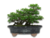 VASO BONSAI CERÂMICO ESMALTADO 22X18X06CM - Loja Minu | Decoração Casa e Jardim