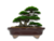 Imagem do VASO BONSAI CERAMICO ESMALTADO 17X14X04CM