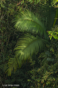 Mata Atlântica 2