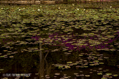 Natureza de Monet